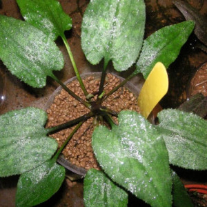 Cryptocoryne longicauda