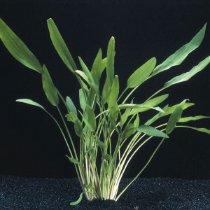 Cryptocoryne lucens