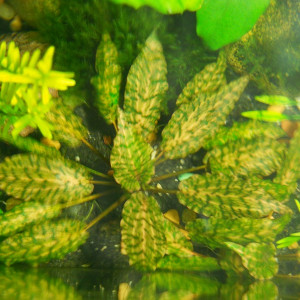 Cryptocoryne nurii