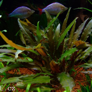 Cryptocoryne petchii