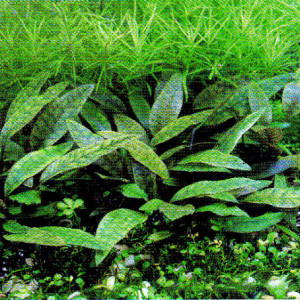 Cryptocoryne purpurea