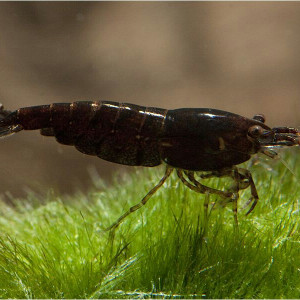 Neocaridina davidi var. chocolate