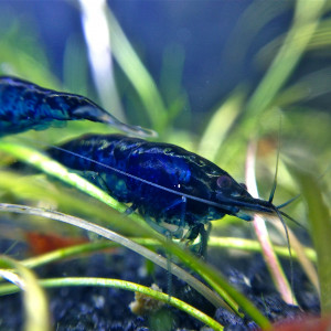 Neocaridina davidi var. blue diamond