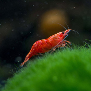 Neocaridina davidi var. bloody mary