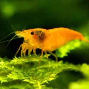 Neocaridina davidi var. sakura orange