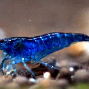 Neocaridina davidi var. blue velvet