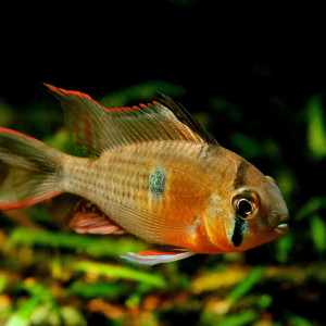 Mikrogeophagus altispinosus