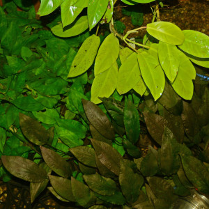 Cryptocoryne siamensis