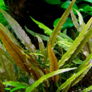 Cryptocoryne undulata