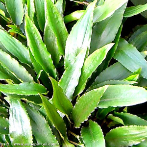 Cryptocoryne undulata Var.