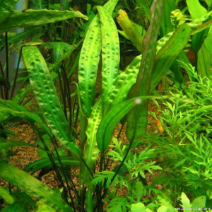 Cryptocoryne usteriana