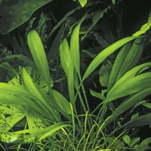 Echinodorus palaefolius Var. latifolius