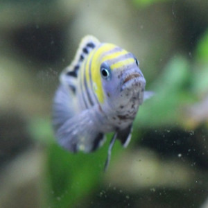 Les maladies des poissons en aquarium, identification des maladies.