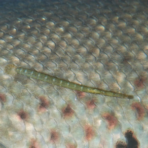 Piscicola geometra (sangsue géomètre)