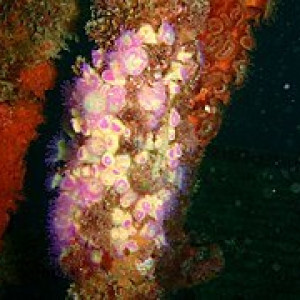 Corallimorphus rigidus