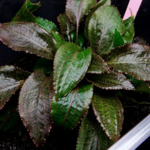 Cryptocoryne bogneri