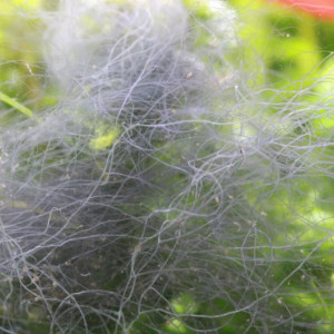 Compsopogon
