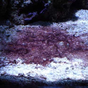 Phormidium