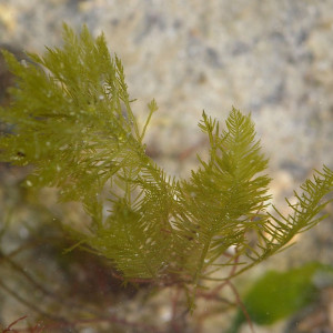 Bryopsis plumosa