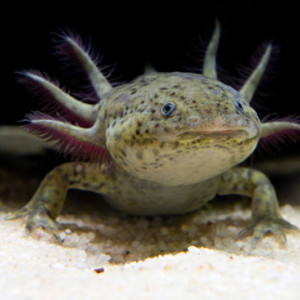 Ambystoma mexicanum