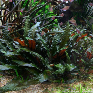 Cryptocoryne wendtii var. Mi Oya 