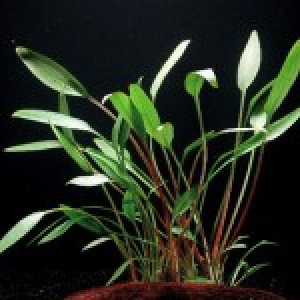 Cryptocoryne willisii var. "augustifolia"