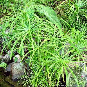 Cyperus alternifolius