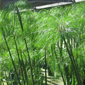 Cyperus papyrus