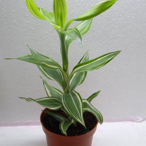 Dracaena sanderiana