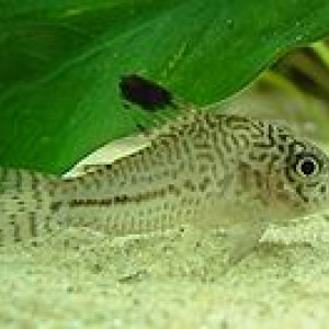 Corydoras acrensis