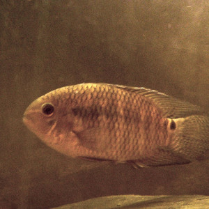 Cichlasoma amazonarum