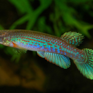 Rivulus agilae