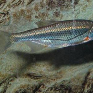 Alburnoides bipunctatus 