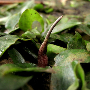 Cryptocoryne auriculata