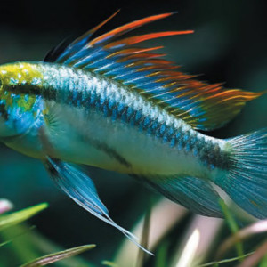 Apistogramma trifasciata