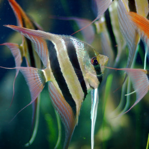 Pterophyllum altum