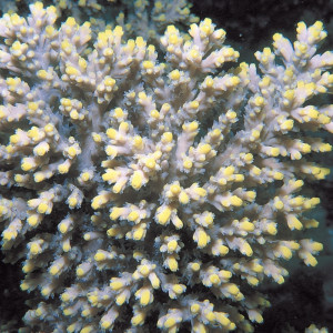 Acropora aculeus