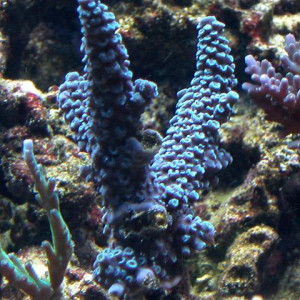 Acropora hoeksemai