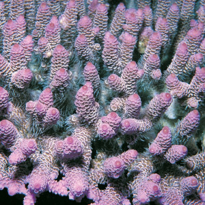 Acropora millepora