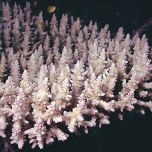 Acropora vaughani