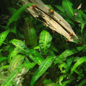 Cryptocoryne affinis