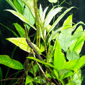 Hygrophila corymbosa Var. ''Aroma''