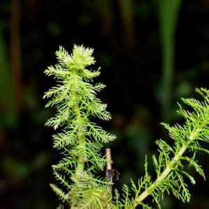 Myriophyllum alterniflorum