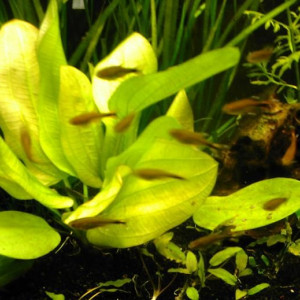 Echinodorus grandiflorus ssp. aureus