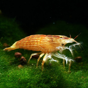 Atyopsis spinipes