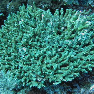 Acropora divaricata