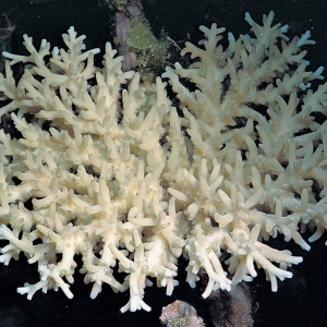 Acropora caroliniana