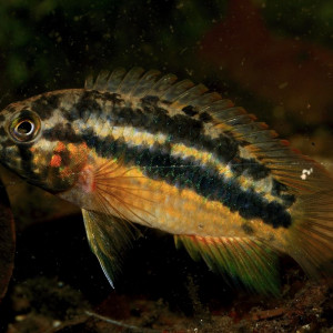 Nannacara aureocephalus