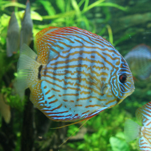 Symphysodon aequifasciatus