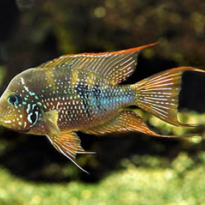 Thorichthys aureus